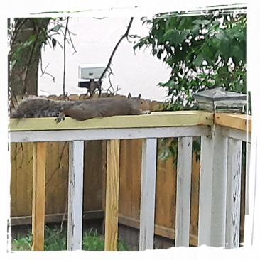 White Trillium on the forest floor.